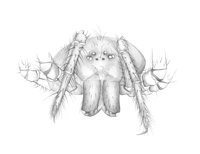 Drawing of Typhlonesticus santinellii by Alessandro Infuso