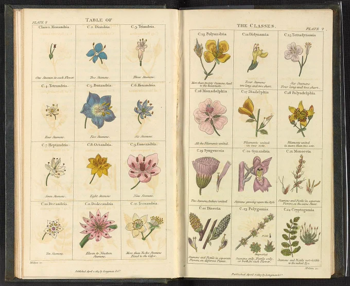 Fitton, Elizabeth, and Sarah Mary Fitton (after whom the genus Fittonia is named). “Plate 2: Table of the Classes.” In Conversations on Botany. London, England: Longman, Hurst, Rees, Orme, and Brown, 1817. 

Public Domain Science History Institute, Public domain, via Wikimedia Commons 
https://upload.wikimedia.org/wikipedia/commons/7/74/Fitton_Conversations_on_Botany_Plate_2_Table_of_the_Classes_1544bp19x_m039k514g_dl_full_size.jpg