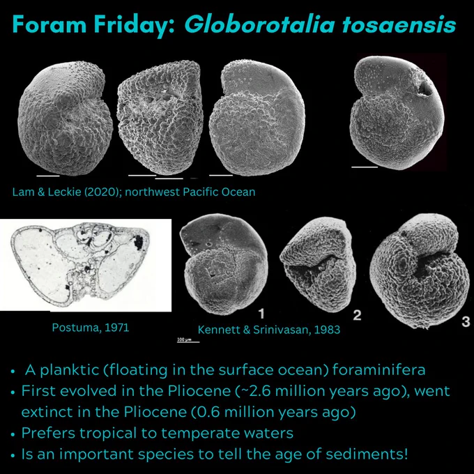 Eight images of planktic foraminifera, which look like tiny croissants. The text reads: Foram Friday: Globorotalia tosaensis. A planktic (floating in the surface ocean) foraminifera. First evolved in the Pliocene (~2.6 million years ago), went extinct in the Pliocene (0.6 million years ago). Prefers tropical to temperate waters. Is an important species to tell the age of sediments!