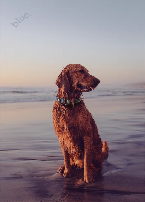Golden Retriever wearing a Smart Collar with CloudTag in Heron Blue. Made by Blue.