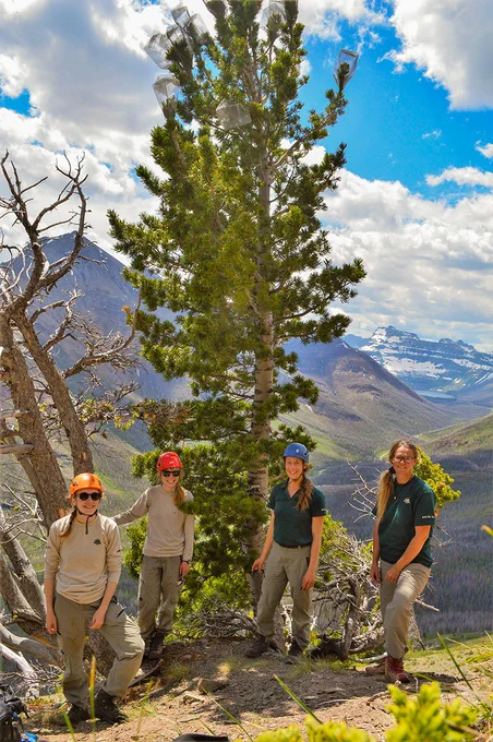Four Parks Canada staff stand around a large pine tree