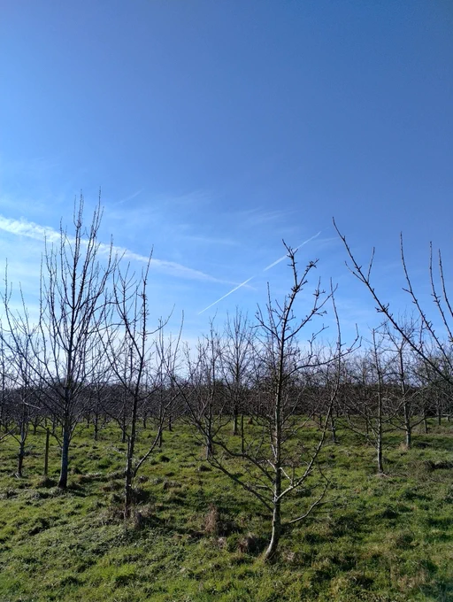 Blue sky over an apple orchard in January 