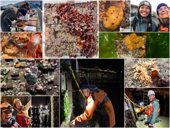 A collage of photos shows SERC West researchers (Andy, Jeff, Chela, Corryn, and Jessika) in the field collecting data for the Living Seawall Project during November and December surveys. Also pictured are pictures of our tiles on the Seawall and some cool organisms like algae, branching and encrusting bryozoans, shrimp, a yellow dorid nudibranch, colonial tunicates, and a native shore crab.