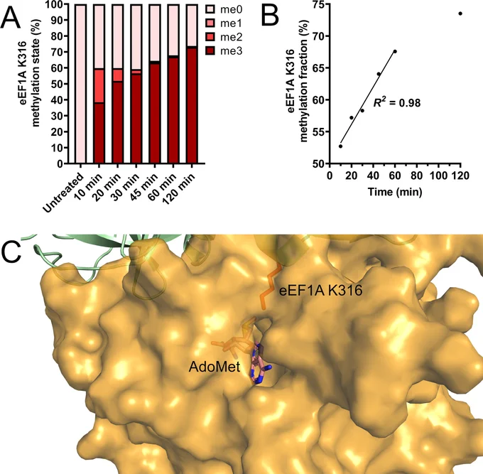 Figure 2. Efm4 catalyses eEF1A K316 dimethylation processively. 
