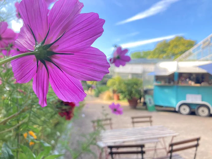 The same view, with the focus on a cosmos flower in the foreground.
