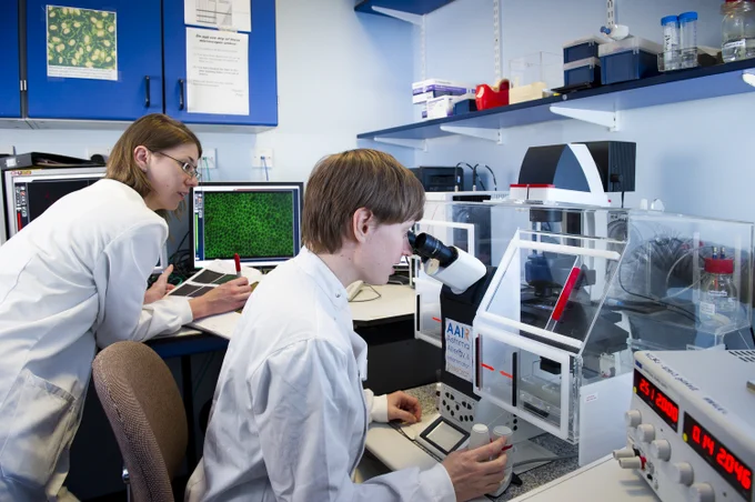 A scientist looking down a microscope. Another scientist is analysing images of green fluorescent cells on a computer monitor.