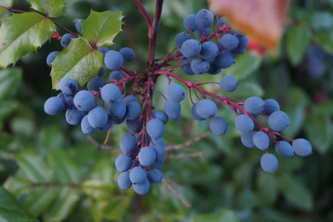 a sprig of bright blue mahonia fruits 