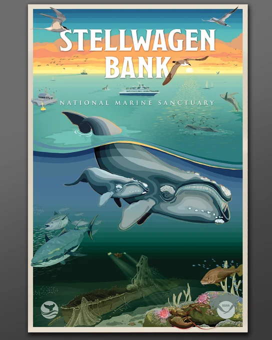 Graphic illustration of the Stellwagen Bank National Marine Sanctuary poster.