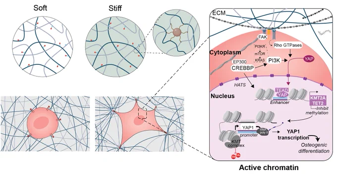 Engineered matrices provide a valuable platform for understanding cellular behavior via mechanotransduction. However, a critical gap remains in comprehending the interplay between 3D confinement, ECM properties, and cellular behavior, particularly regarding matrix stiffness. To address this, we developed a nanoparticle crosslinker for collagen hydrogels, resulting in a 10-fold increase in mechanical stiffness without altering other properties. Encapsulated cells responded to stiffness changes by altering morphology and activating mechanotransduction pathways. Our study offers insights into 3D cell-ECM mechanotransduction for regenerative medicine and disease modeling.