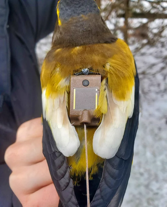 Evening Grosbeak wearing a #Sunbird 2g Argos tag built by Lotek.