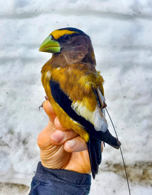 Champ, the Evening Grosbeak wearing a #Sunbird 2g Argos tag built by Lotek.