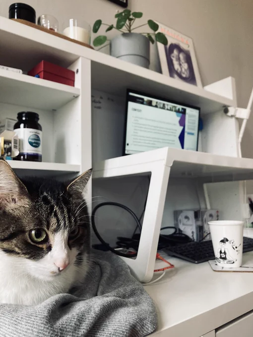 A cat lying on a blanket placed on a table, the table has a laptop on it and a coffee mug. There are plants in the background, posters and wires for the laptop, as well as some meds and office stationery.