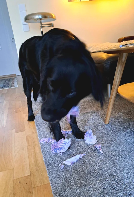 Ein junger, schwarzer Retrievermischling zerrupft eine Papierserviette in einem Wohnzimmer. Vor dem Hund liegen schon etliche Schnipsel der Serviette 