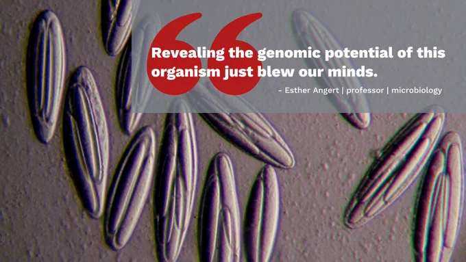 "Revealing the genomic potential of this organism just blew our minds." Esther Angert, professor, microbiology