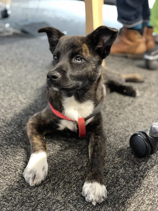 Picture of Cosmo, a very good boy