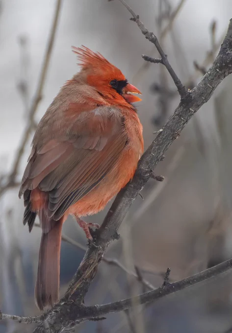 On a cold overcast day, the male Northern Cardinal bravely faces the biting wind, his feathers slightly puffed to shield him from the chill. Despite the weather, his vibrant red plumage shines brilliantly, a striking contrast against the dreary backdrop, each feather meticulously layered to accentuate the depth of color. With his beak slightly agape and crest proudly raised, he embodies resilience and elegance amidst the wintry landscape.