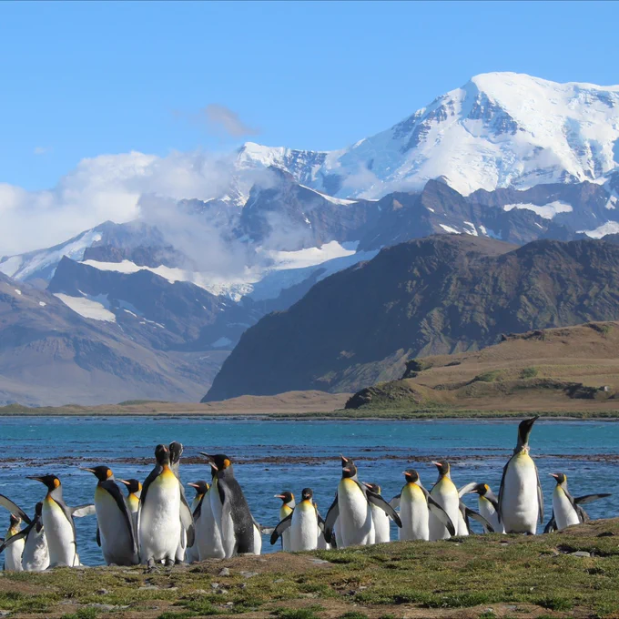 Penguins jostle in front of a tall, snowy mountains.