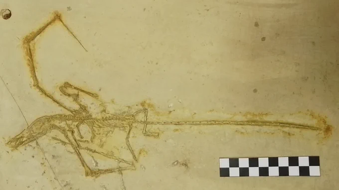 Fig. 1: Fossil skeleton of Rhamphorhynchus from the Jurassic age Plattenkalk, Solnhofen, Germany (NMING:F10172) (Image by Aodhán Ó Gogáin, © National Museum of Ireland)