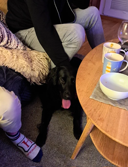Ein schwarzer Retrievermischling liegt vor dem Sofa und den Füßen zweier Menschen auf dem Teppich.