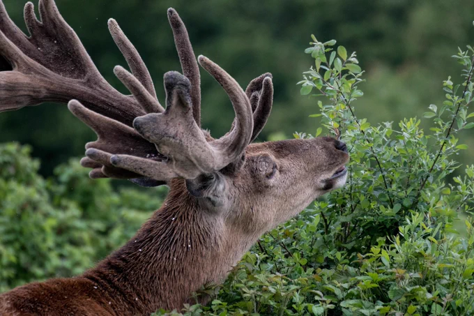 Deer grazing on a scrubland tree