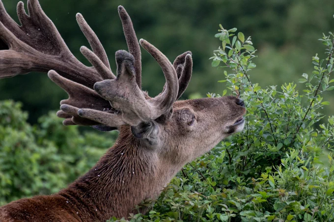 Red deer browsing on sallow at Knepp Wildland