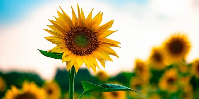 Selective Focus Photo of Yellow Sunflower