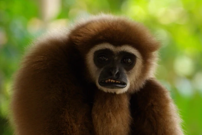 A gibbon looks towards the camera looking vaguely disgusted. Photo by genepict via Flickr.