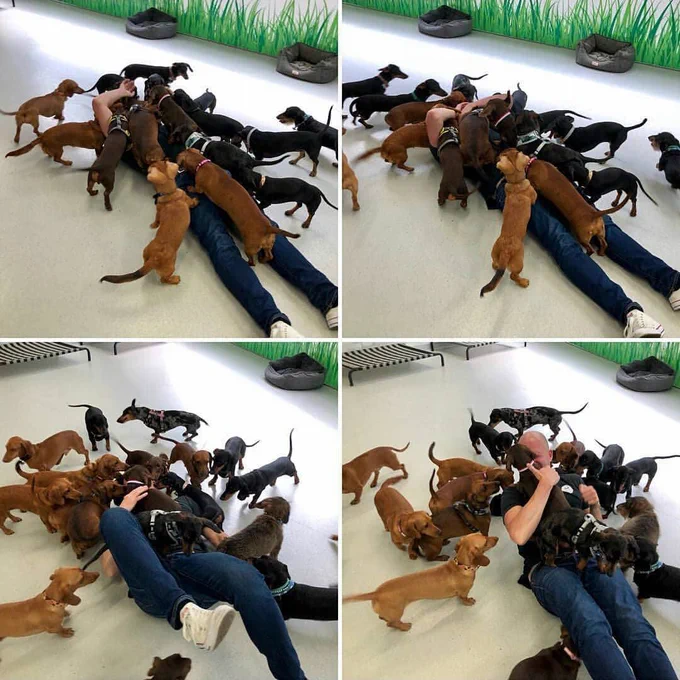 São quatro imagens de uma pessoa deitada no chão e rodeada de cachorros salsicha, uns olhando e outros em cima dela lambendo e farejando dando carinho