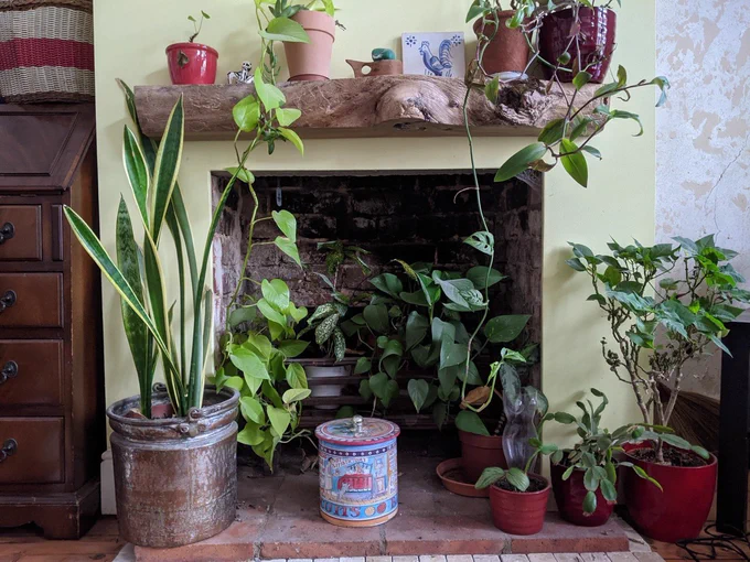 Fireplace, plants, and biscuits (no wood). Clean air. Ahh.