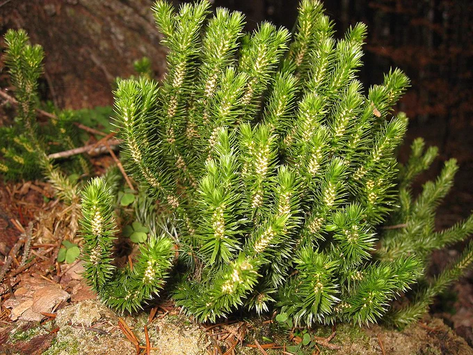 Huperzia selago near Rosenegger Alm, Austria.

A green plant with a bottle-brush appearance.

Tigerente/Wikimedia Commons