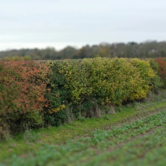 An English hedge in Autumn