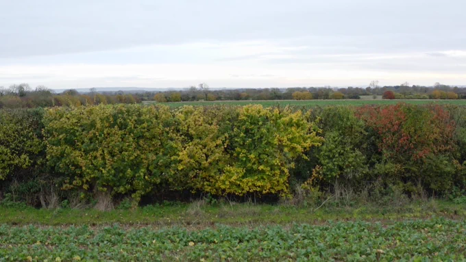 A hedge in autumn