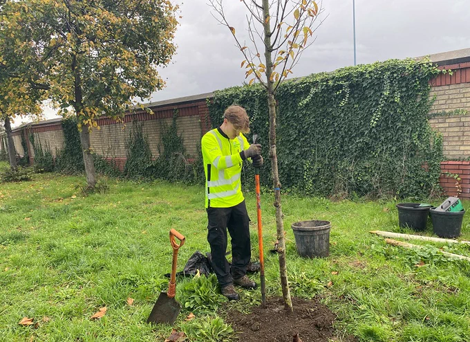 tree planting 