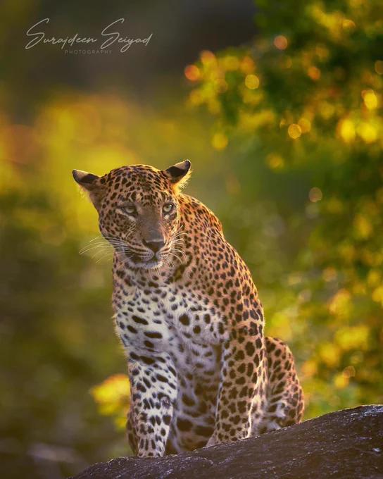 Profile of an indomitable female Leopard (YM12), basking in the morning sun. DOP December 2021

She’s one of those ladies, who’s pretty confident, has survived long enough to know a thing or two about survival and bringing up cubs. The image doesn’t do justice to an amazing December morning, warm and bright at Khomba Khema, Yala National Park. When we arrived at the famous outcrop, she looked fidgety, and was about to slip into the thicket behind her. The stretch, yawn, and a pause on her haunches, familiar signs before she gave us the slip, affording us a few precious seconds to grab a couple of frames.  

Kohomba Khema is unique. There is a natural pool of water and hence, drinks are close at hand. She has made this place  her own and has been a proud and a wonderful mother. I particularly like the way she handled her last litter of three; two males and a female. They are on their own now. Bring up three cubs is no easy task. Feeding and protecting them is a formidable task.