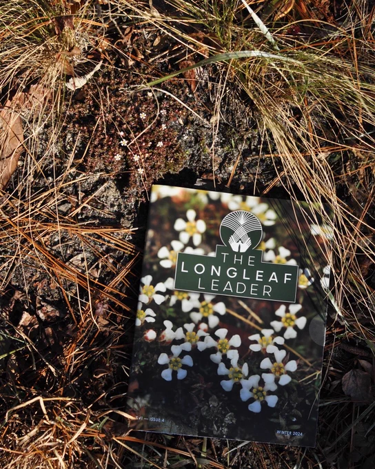 A copy of the longleaf leader, featuring a closeup of pyxie-moss flowers, lies on the ground next to the photographed plant