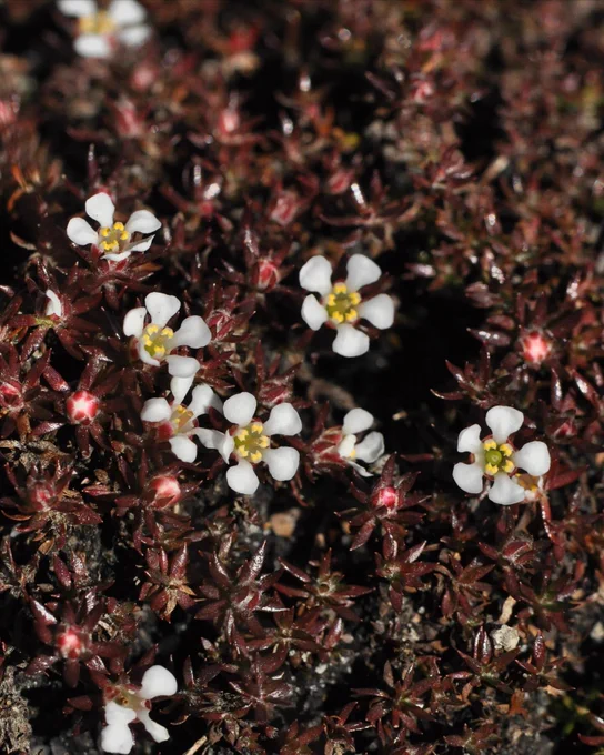 Sandhills pyxie moss, with tiny white flowers atop spiky, reddish, moss-like leaves