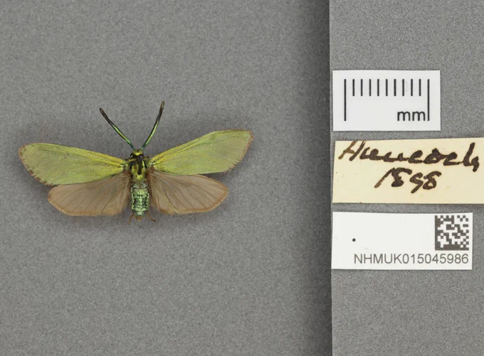 Dorsal view of Adscita statices, a brilliant green moth with shimmering antennae. Background is "digitisation grey" and the specimen's labels are lined up next to the moth, and a scale bar is included. The moth is hardly 2 centimeters wide.