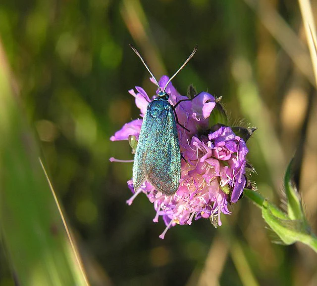 Image of a living Adscita statices perched on a purple flower. This individual has a teal shift, and some individual scales are visible.