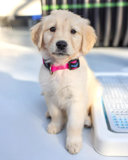 In this photo, a Golden Retriever puppy looks at the camera.