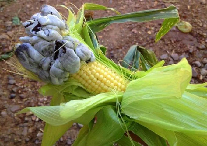 Photo of an ear of yellow sweet corn. The kernels on the end are swollen, misshapen, and discolored to bluish black. They look like they got infected with a horrible zombie disease. But they taste so good