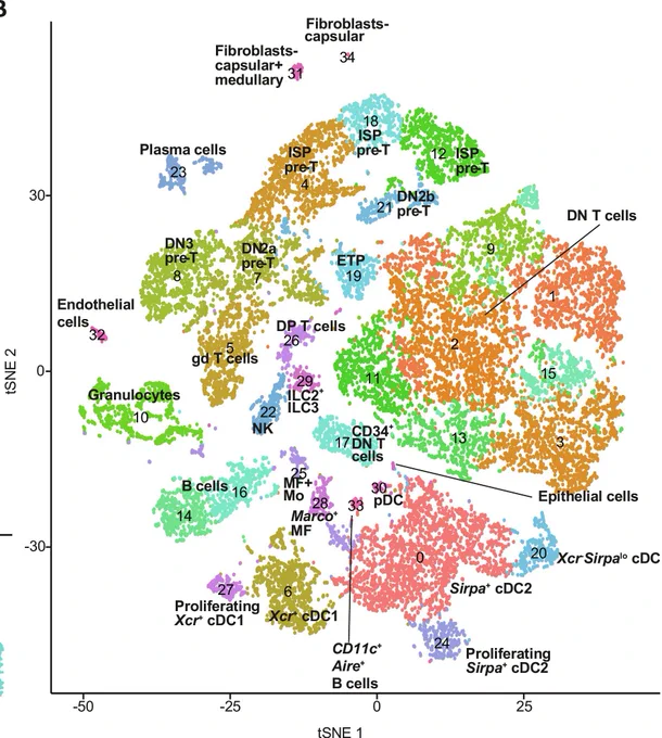 tSNE plot showing 35 clusters of thymic non–T hematopoietic cells, based on 10x Genomics scRNA-seq data, combined from thymi of WT male mice treated with Dex 4 days or 18 hours before and untreated controls. N = 2 animals. Black font indicates the proposed cell type classification of the corresponding clusters.