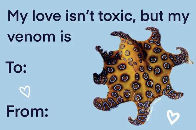 A baby blue card with the words “my love isn’t toxic, but my venom is” and “to:” and “from:” next to a blue ringed octopus