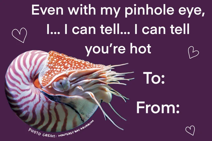 A purple card with the words “even with my pinhole eye, I… I can tell… I can tell you’re hot” and “to:” and “from:” next to a chambered nautilus
