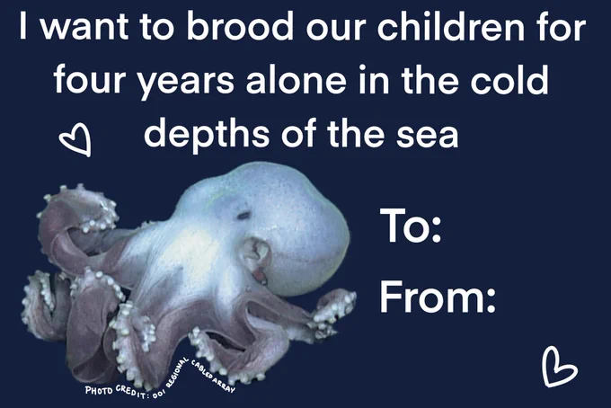 A dark blue card with the words “I want to brood our children for four years alone in the cold depths of the sea” and “to:” and “from:” next to a muusoctopus
