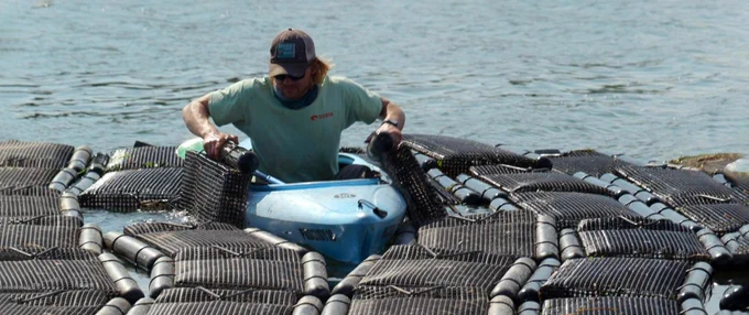 An aquaculture farmhand flips oyster bags from a kayak (Photo: John Freidah)