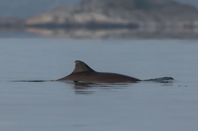 Harbour porpoise - picture by Håkan Aronsson