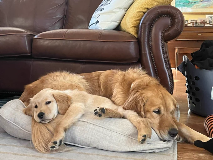 A golden retriever dog and puppy lie together in the same grey dog bed in front of a brown leather couch with their paws and faces hanging off the edges.