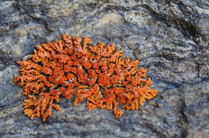 Image of Xanthoria elegans, also known as Rusavskia elegans, commonly known as Sunburst Lichen, growing on a rock. It's bright orange!