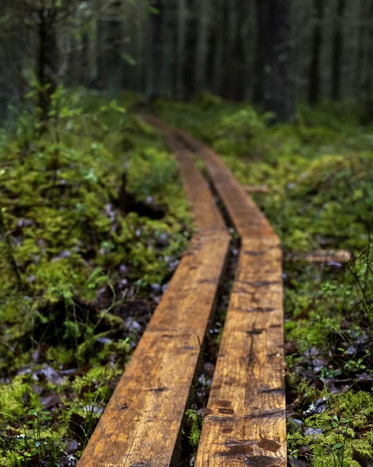 Suometsää ja pitkospuut