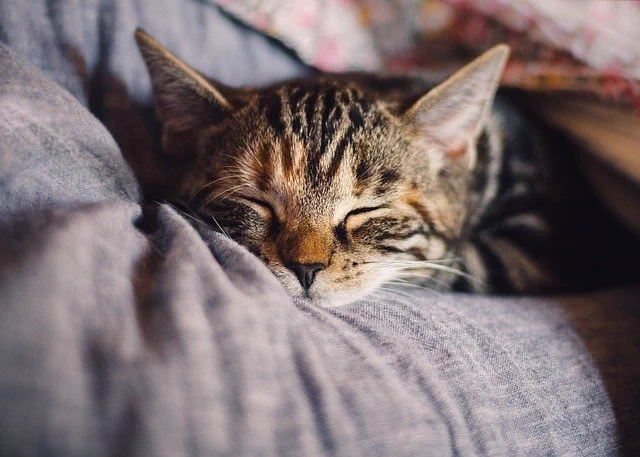 Image from Pixabay. A denim coloured cushion/soft furnishing with a cat snuggled up facing the camera fast asleep